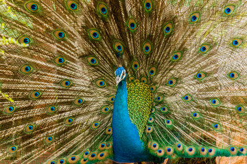 Obraz premium Peacock. Portrait of male peacock displaying his tail feathers.