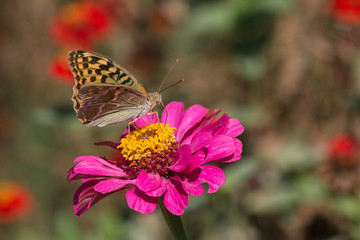 A butterfly Argynnis pandora on the purple flower. Taken near Sevastopol, Crimea, Russia. The background is out of focus.