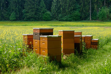 Bienenstöcke vor einem saftig, grünen Feld