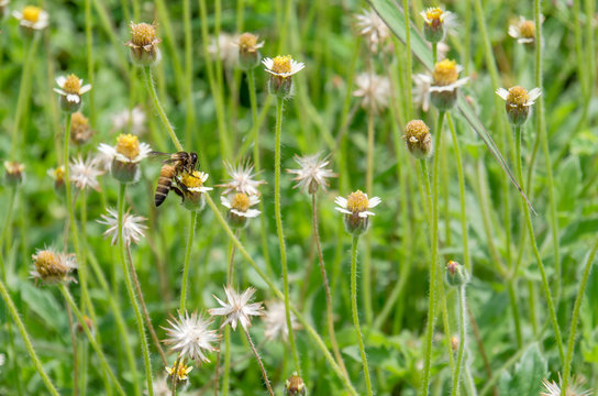 Bee on lotus that water lily in the garden