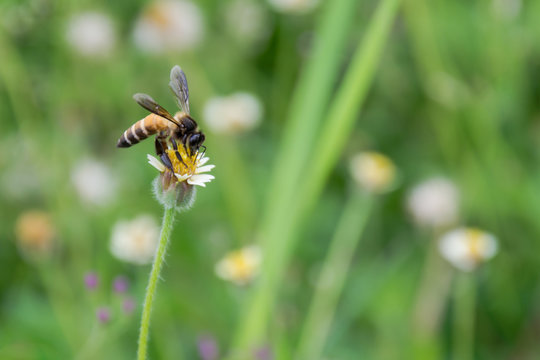 Bee on lotus that water lily in the garden