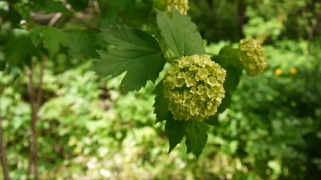 Flowering snowball tree in the wind. Video the static camera. Viburnum opulus