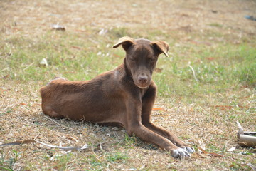 Brown dog