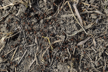 Ordinary ants on an anthill