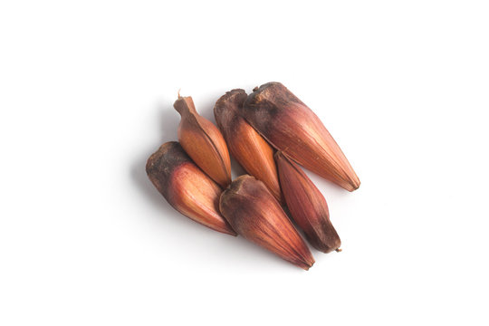 Pinhao - brazilian pine