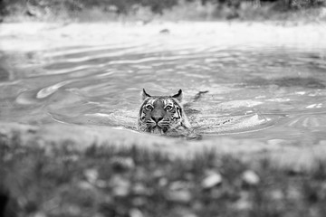 Tiger in water