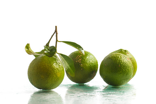 Limao-cravo. Brazilian Clove Lemon