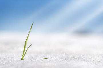 Blade of grass in snow