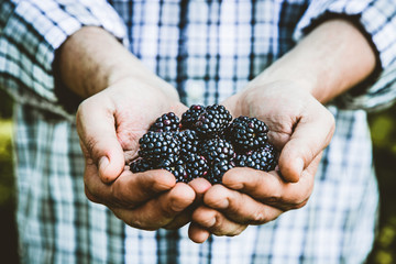 Farmer with blackberries - 158355633