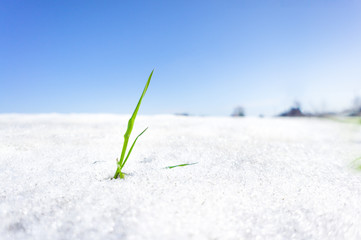 Grass Blade is growing through the snow in Spring under the sun light and blue sky - 158355654