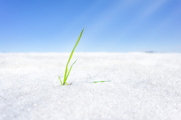 fresh green grass on the snow
