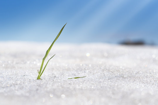 fresh grass under the snow