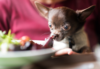 Cute chihuahua dog going to eat