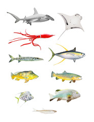 Sea life great set. Hammerhead shark, Manta Ray, Squid, Barracuda, Yellow Fin Tuna, Bass Fish, Salmon, Grouper and Sardine isolated on white background.