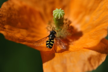 syrphe
