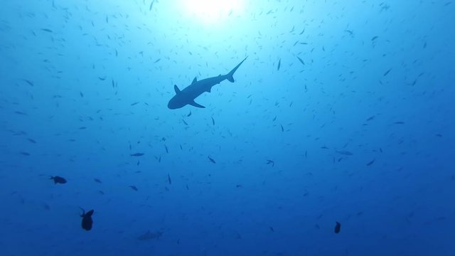 grey reef shark, Carcharhinus amblyrhynchos In blue water - Indian Ocean, Maldives
