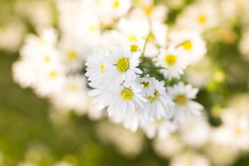Obraz premium daisy flowers background