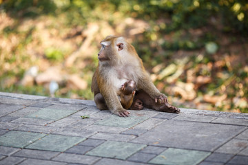 Mom macaque sitting with a child on the sidewalk and looking at the sides