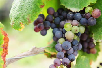 Grapes for wine