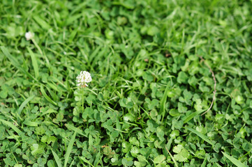 Clovers and white flower