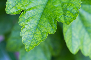 Green leaves background. Close up