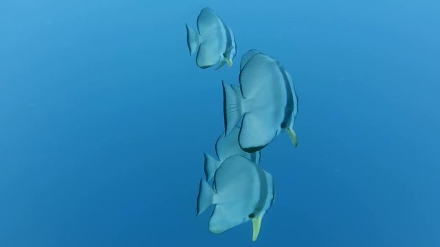 school of fish orbicular batfish - Platax orbicularis swims in blue water, Indian Ocean, Maldives
