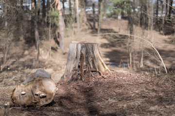 old tree stump in the summer park