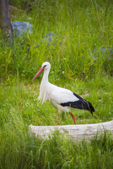 Cigogne dans la végétation au bord d'un plan d'eau