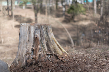 old tree stump in the summer park