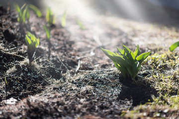 Green sprouts growing out from soil in the morning light