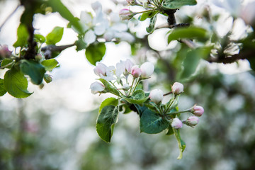 Close up apple blossom white flowers