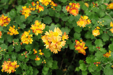 Orange and yellow flowers