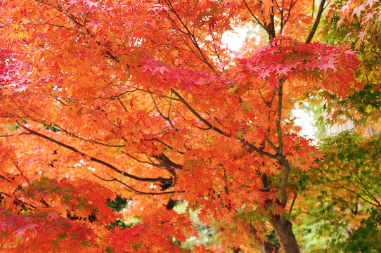 Maple leaves during fall foliage in Japan