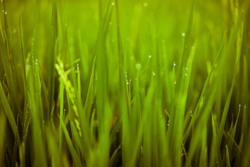 Fototapeta na wymiar Green rice fields on Bali island near Ubud, Indonesia.