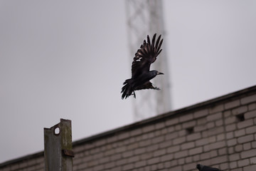 Black raven flying in the fog. Scary, creepy, gothic setting. Cloudy night. Halloween