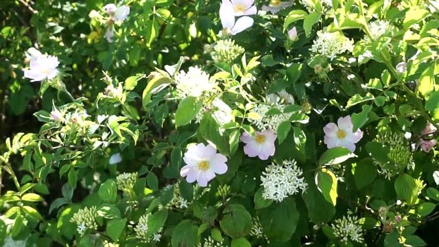 kartoffelrose bl&uuml;ten mit holunderbl&uuml;ten in der sonne