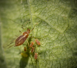 Aphid family
