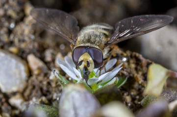 hoverfly