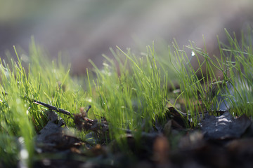 Grass. Fresh green spring grass with dew drops closeup. Sun. Soft Focus. Abstract Nature Background