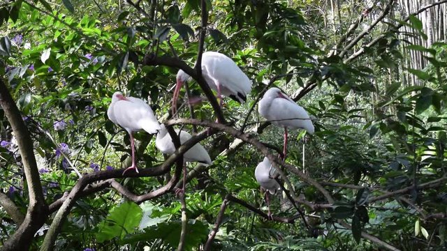 Ibis white birds in a tree in Florida