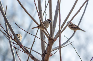 sparrows on branches