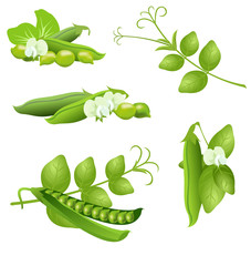 Obraz na płótnie Canvas Pea (Pisum sativum). Set of hand drawn vector illustrations of pea plant with flowers and seed pods on white background.