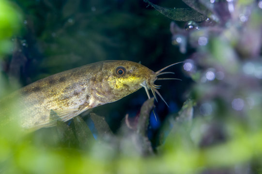 loach,mudfish