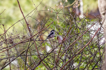 long-tailed tit,Aegithalos caudatus