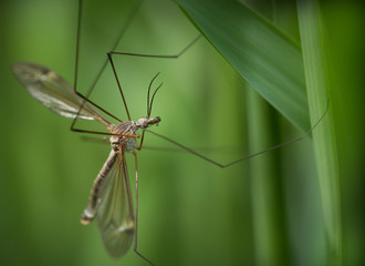 Cranefly