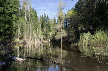 Obraz premium forest river scene
