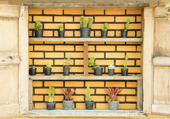 Fototapeta na wymiar little cactus plants in pots on brick wall