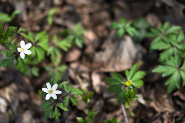 White little flowers