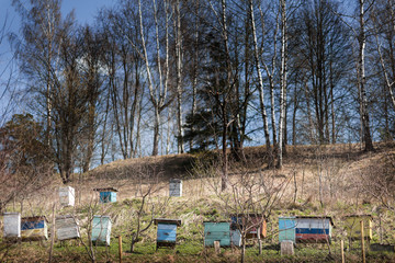 Naklejka premium Apiary in the Field Next to Forest Trees and Introduced Grasses. Bee Hives on Lavender and Sunflower Fields in the Fall When Plants Are Fade and Dried. Provence with a Lot of Bees in Spring.