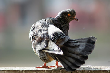 Urban pigeon cleans feathers . Shallow depth of field. Selective focus.